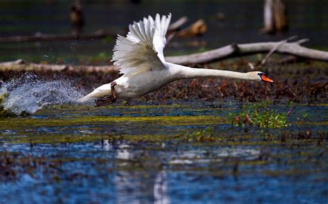 Wallpaper Birds Animals Nature Reflection Wildlife Swan Wing