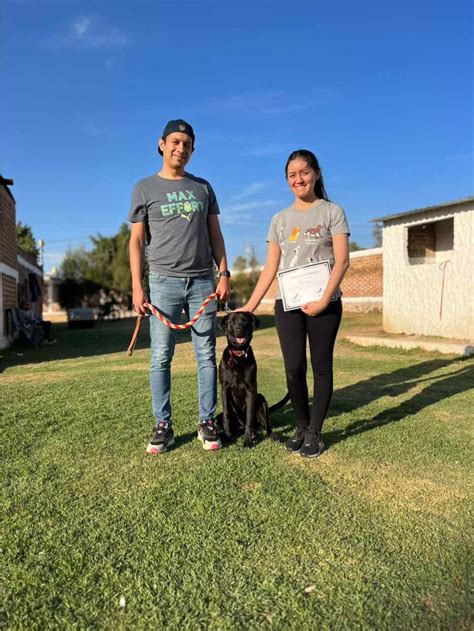 Adiestramiento Básico Canino Escuela Canina Adiestradores