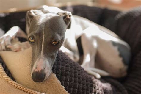 Incredible Italian Greyhound Facts Greyhound Pets