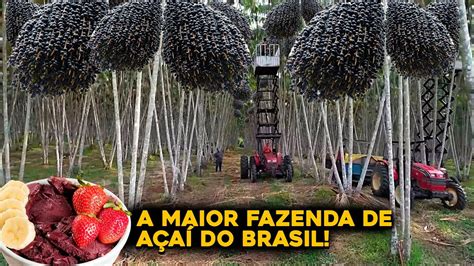 A INCRÍVEL MAIOR FAZENDA DE AÇAÍ DO MUNDO QUE FICA NO BRASIL Entre na