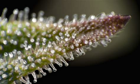 Terpenes 101 All About Terps The Flowershop Cannabis