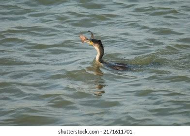 Oiseaux Images Stock Photos Vectors Shutterstock