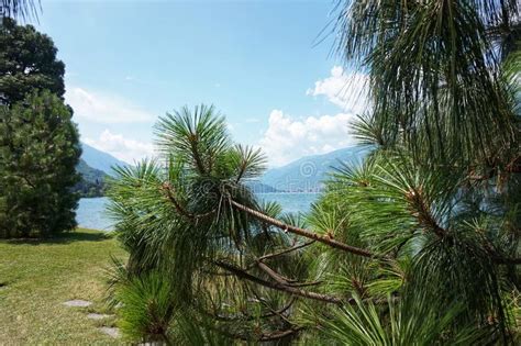 Un Albero Della Conifera Si Sviluppa Sulle Rive Del Lago Como Bellagio