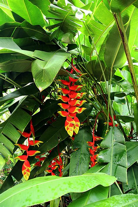 Heliconia Rostrata Ruiz Pav Putrajaya Botanical Gardens Flickr