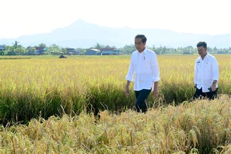 Foto Maros Lumbung Beras Sulsel Presiden Surplus Panen Bisa Untuk