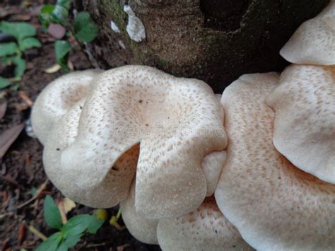 White Poisonous Mushroom in the Nature Background Stock Photo - Image ...