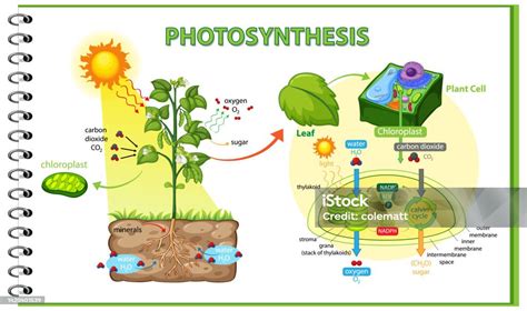 Diagram Showing Process Of Photosynthesis In Plant Stock Illustration Download Image Now