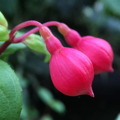 Fuchsia Buds Ready To Burst Jan Sierpe Flickr