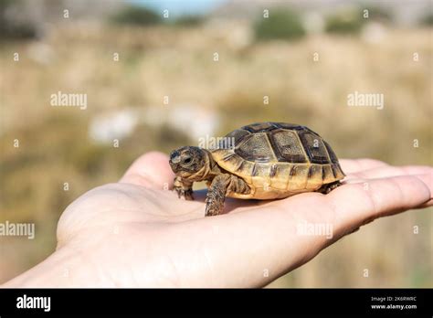 Baby Greek Tortoise Testudo Graeca Also Known As The Spur Thighed