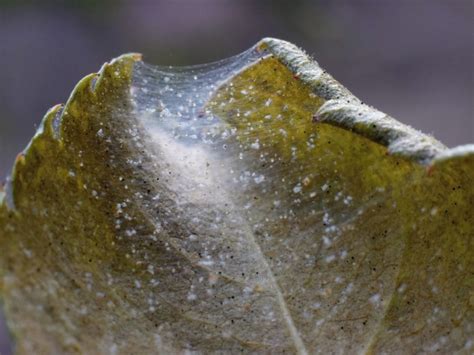 Controlling Spider Mites Naturally Gardening Know How