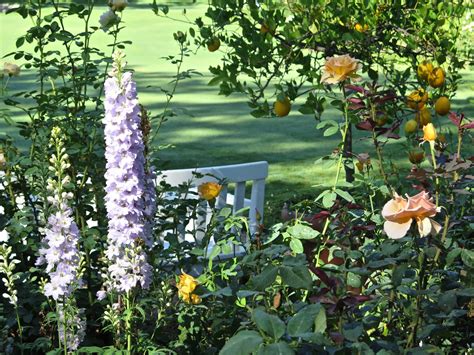 Delphinium - The Blissful Gardeners