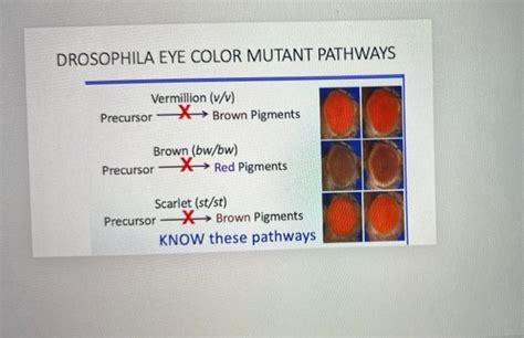 Solved Drosophila Eye Color Mutant Pathways Vermillion V V