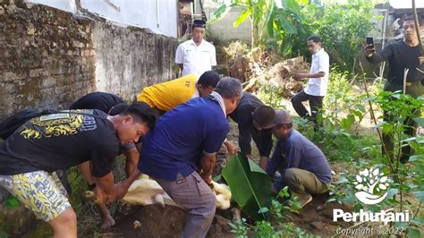 Perhutani Perhutani Lawu Ds Bagikan Daging Kurban Kepada Tenaga