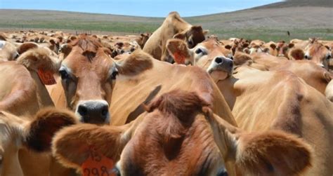 Falta De Carne Nos Estados Unidos Pode Alavancar O Agro Do Brasil Vale