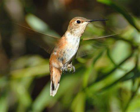 Rufous Hummingbird Migration Range, Diet, Facts, Pictures