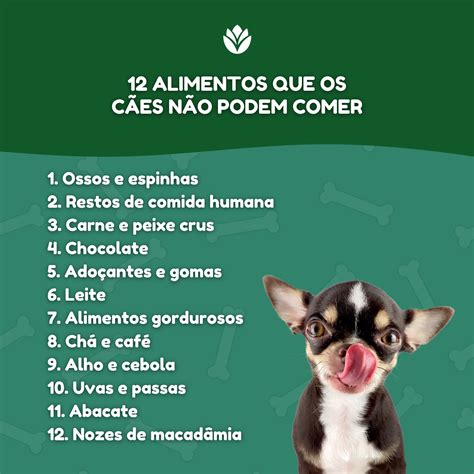 Alimentos Que Os C Es N O Podem Comer