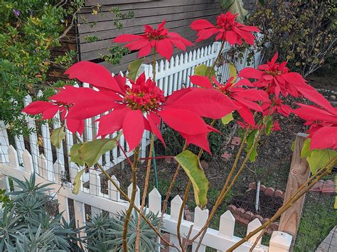 Poinsettias Are Triggered Winter Solstice Is The Shortest Day Of The Year San Diego Reader