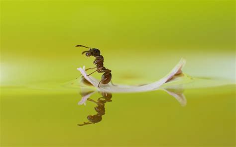 Ant Water Macro Wallpapers Hd Desktop And Mobile Backgrounds