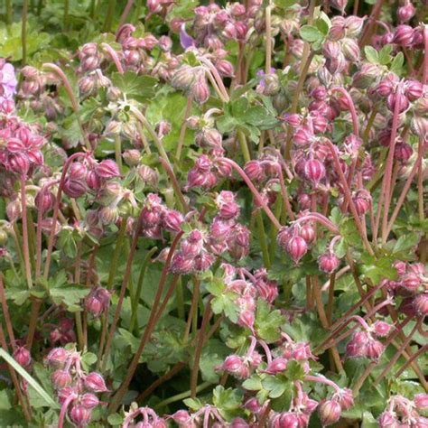 GERANIUM CANT CAMBRIDGE Houtmeyers Plantencentrum En Boomkwekerij