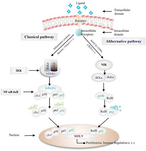 The role of NF κB SOX9 signalling pathway in osteoarthritis Heliyon