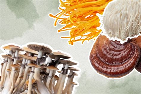 Functional Vs Psychedelic Mushrooms Understand The Difference Mamadose