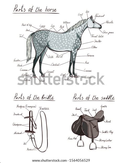 Parts Of Horse Saddle Bridle Set Equine Anatomy Equestrian Scheme