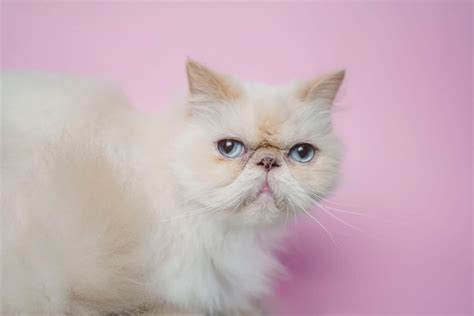 Himalayan Cat Colors: Rarest to Most Common - A-Z Animals