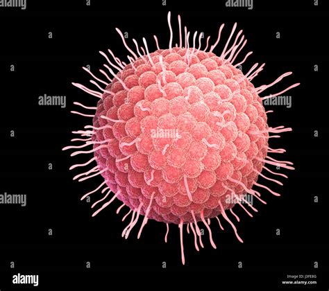 Varicella zoster virus or varicella-zoster virus (VZV) is one of eight herpesviruses known to ...