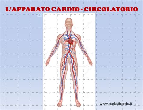 Classe Quinta Scienze Lapparato Cardio Circolatorio Videolezione