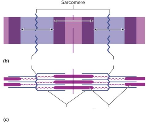 Sarcomere Diagram Quizlet