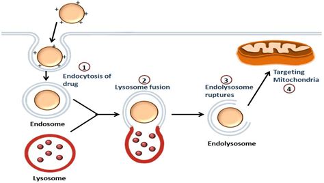 Mitochondria Targeted Nanoparticle Based Drug Delivery Systems