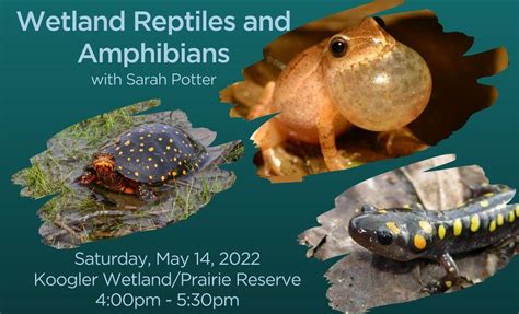 Wetland Reptiles and Amphibians