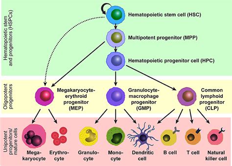 Frontiers The Roles Of Cholesterol And Its Metabolites In Normal And