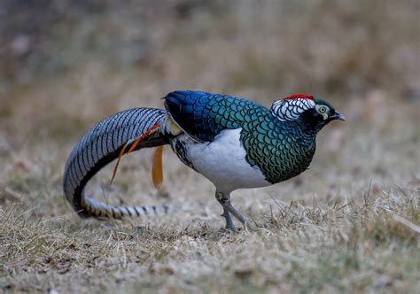 Lady Amherst’s Pheasant - 10,000 Birds