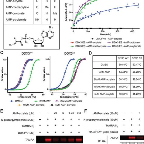 Electrophile Sensitive Dead Box Proteins Retain Biochemical And