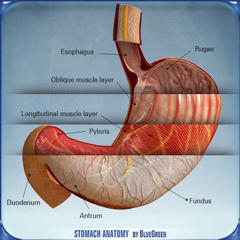 Stomach Anatomy 3d 3ds