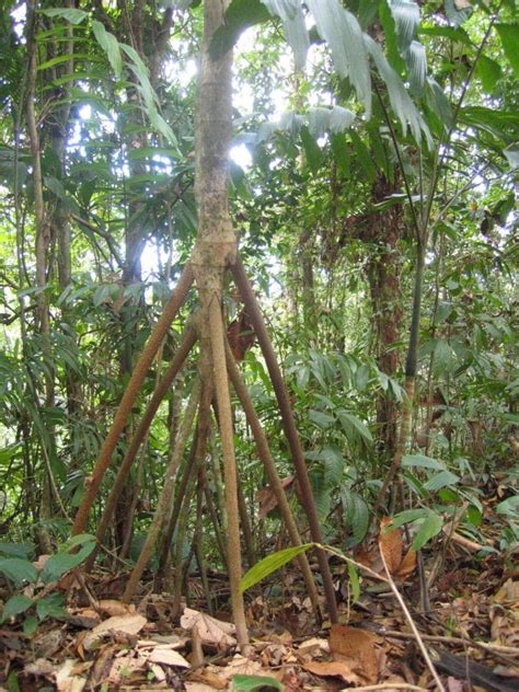 Ecuadorian Walking Palm Trees Can Move for up to 3 cm per Day | Woodz | Palmiers, Palmier ...