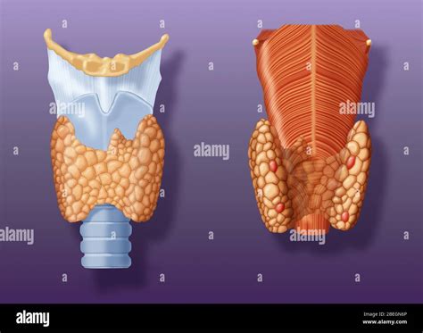 Thyroid Parathyroid Gland Stock Photo Alamy