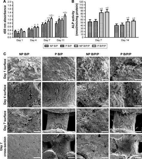 Micro Ct Imaging And Osteogenic Analysis Notes A Micro Ct Scans And