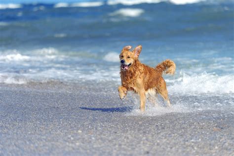 Playas Para Ir Con Perros En Espa A