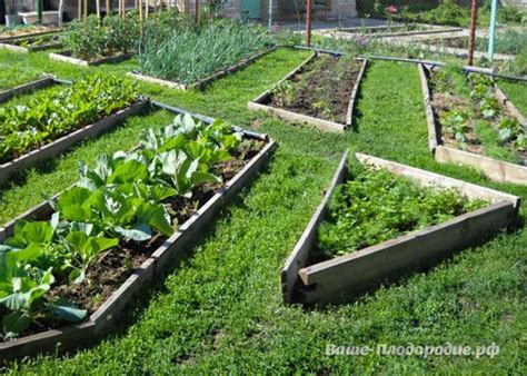 Органическое земледелие: защита без химикатов | greenbelarus.info