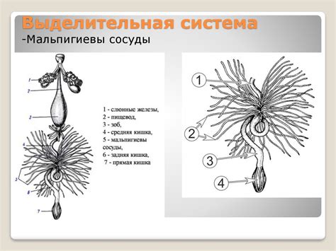 Общая характеристика класса Насекомые (Insecta) - online presentation
