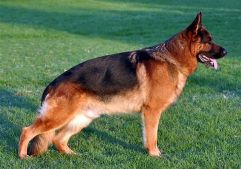 Cuánto corre un pastor alemán para la actividad física Mascotas y