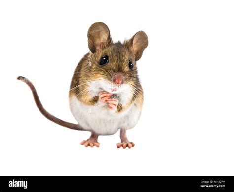 White Mouse Standing Hi Res Stock Photography And Images Alamy