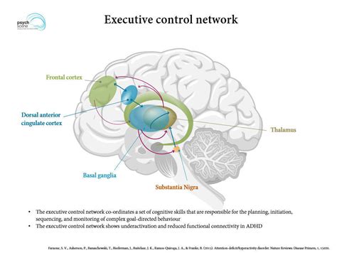 Neurobiology Of Attention Deficit Hyperactivity Disorder Adhd