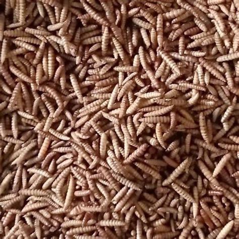 Jual Maggot BSF Kering Dry Maggot BSF 1 Kg Pakan Premium Ikan Koi