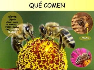 Las Abejas Para Educaci N Infantil Ppt