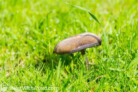 How To Get Rid Of Mushrooms In Lawn 2024 - A Nest With A Yard