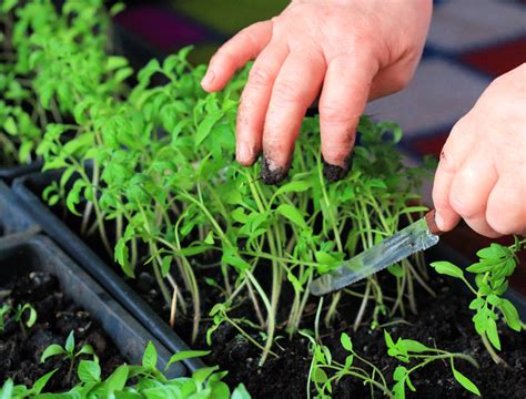 When And How To Thin Your Tomato Seedlings