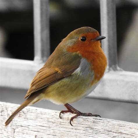 Pin By WAE Vd Meijden On Winter Zo Mooi Pet Birds Wild Birds